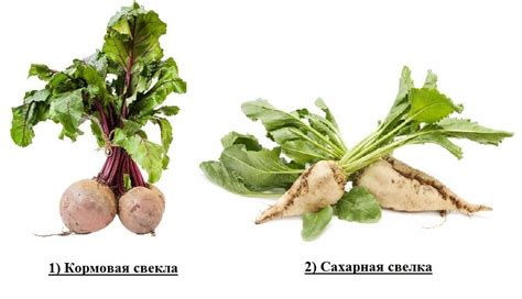 Кормова буряк: сорти, фото, посадка і догляд