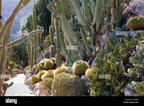 Jardin Exotique Monaco Stockfotografie - Alamy