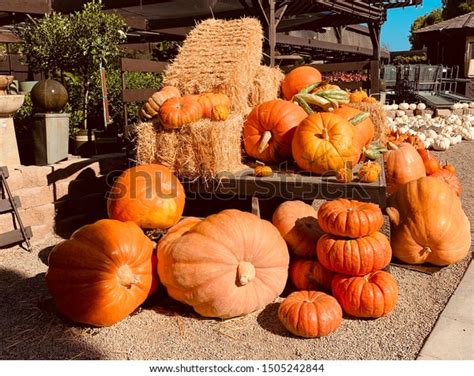 giant pumpkin patch images stock  vectors shutterstock