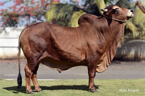 Veer - Genus ABS India