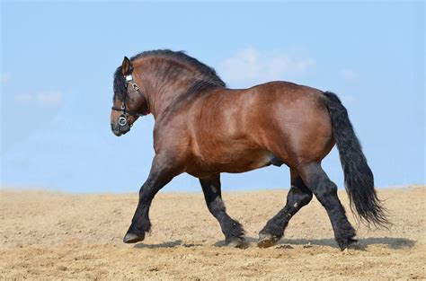 Worlds Strongest Horse
