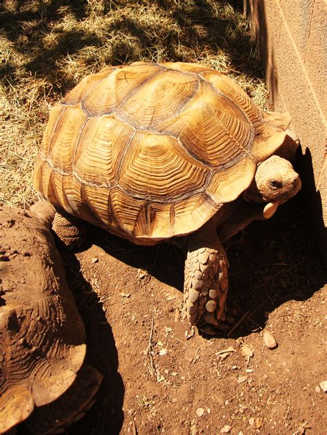 good tortoise pets 7