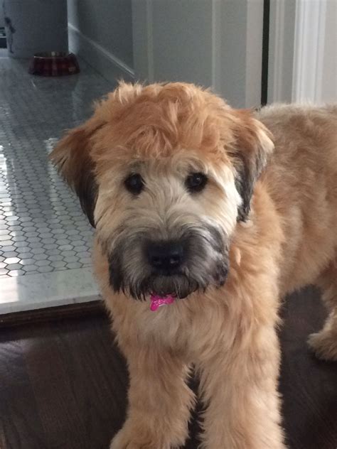 Adorable Wheaton Terrier Dog Standing Next to Mirror
