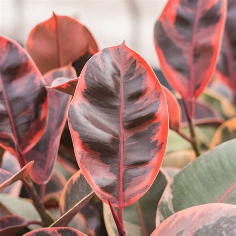 Ruby Variegated Rubber Tree - House and Patio Trees from the Arbor Day