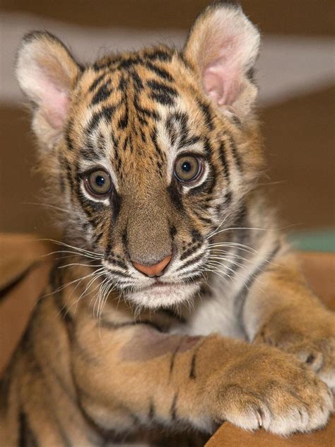 Adorable Baby Tigers
