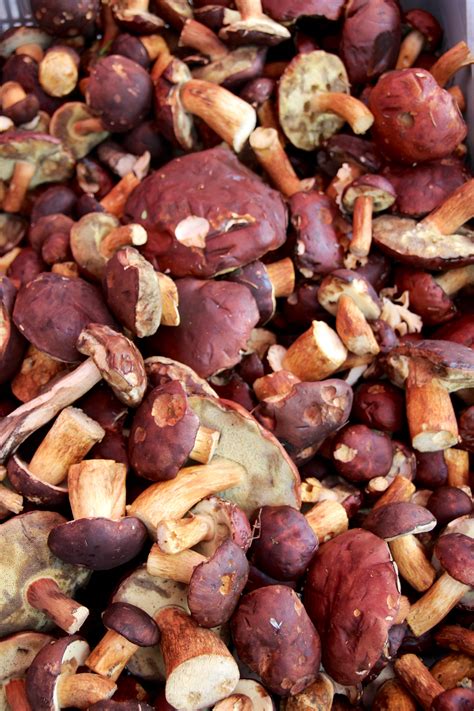 Free Images : nature, forest, dish, produce, vegetable, autumn, market ...