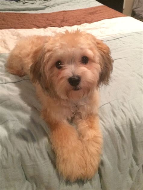 Shih Tzu Poodle Mix Shih Poo Haircuts - Shih Tzu Dog