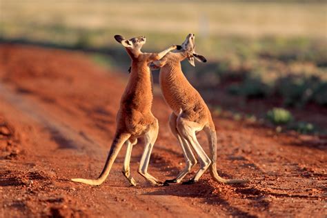 Explainer: Why kangaroos attack - Australian Geographic