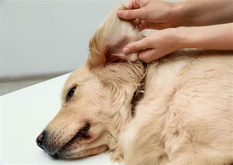 The Tick Inspectors 5-Step Guide To Safe Canine Crawling