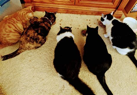 Finally got a pic of the whole herd! : cats