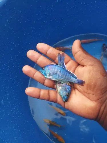 morph   price  tiruvallur  thanigai fish id