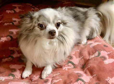 Long Haired Chihuahua
