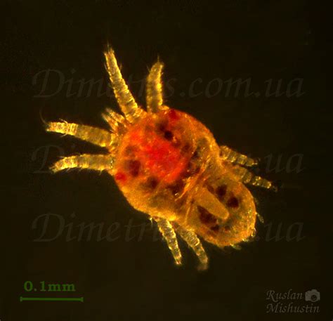 Плоские клещи Tenuipalpidae - DimetrisWIki