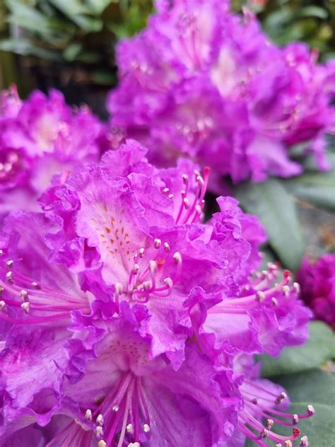 Frequently Asked Questions Regarding Gude Mortuary Obituaries