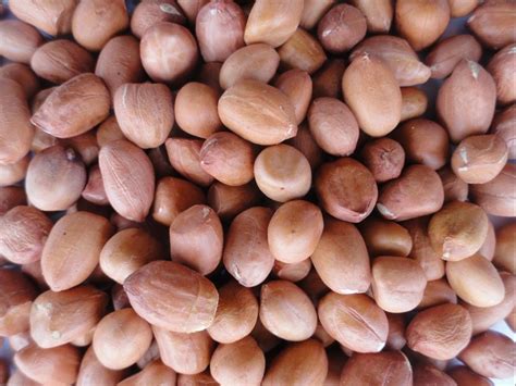 Peanut Kernel at Rs 85/kg | New Delhi | ID: 25937129730