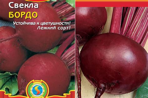 Свекла Бордо 237: описание сорта, фото, отзывы, характеристика ...