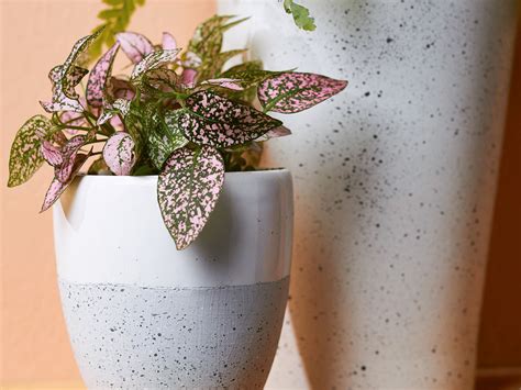 An Adorable Polka Dot Plant Was Just Spotted at Aldi