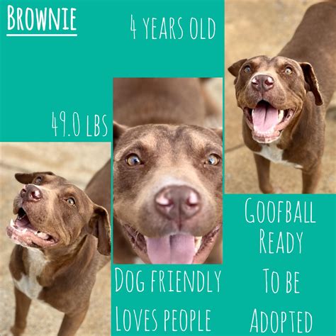 corinth alcorn animal shelter 6