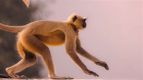 80+ Free Langur & Monkey Images