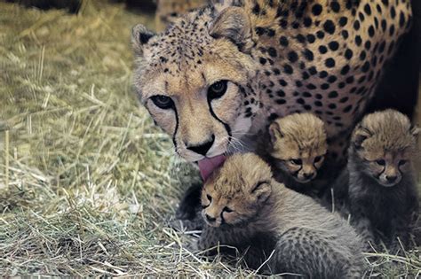 gepard archivy zoo magazin