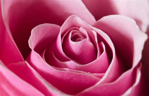 rose heart heart images pixabay