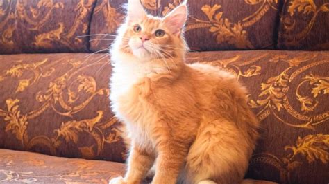 orange fluffy cat breeds find  longhair fluffy orange cat