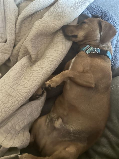 This is Oscar. He likes barking at rocks and getting his toys stuck