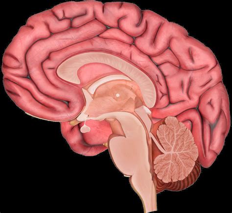 Download Human Brain Anatomy Illustration | Wallpapers.com