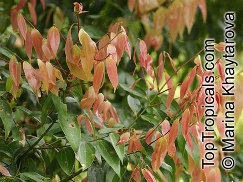 Cinnamomum sp. (Common name: Cinnamon) | Top Tropicals Plant Encyclopedia
