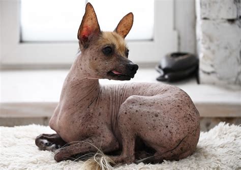 The 8 Ugliest Dog Breeds, According to Experts — Best Life
