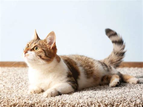 how to get cats to stop peeing on carpet
