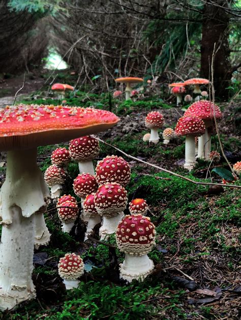 1357 best Amanita images on Pholder | Mycology, Mushrooms and Mushroom Porn
