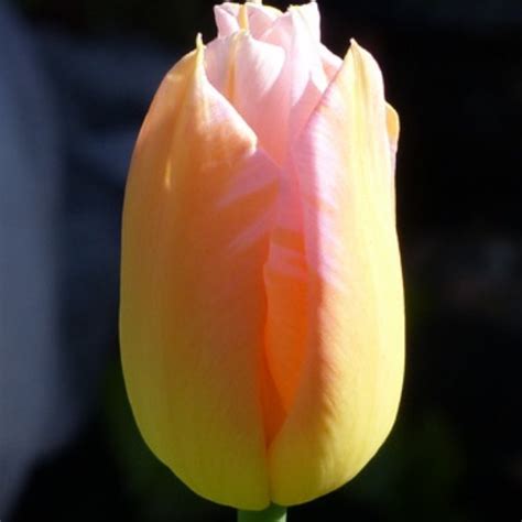 Tulipa 'Akebono', Tulip 'Akebono' (Double Late) - uploaded by @Angels