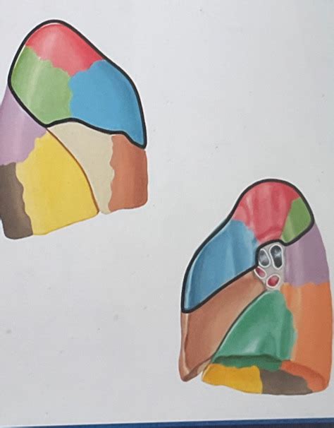 diagram  bronchopulmonary segments quizlet