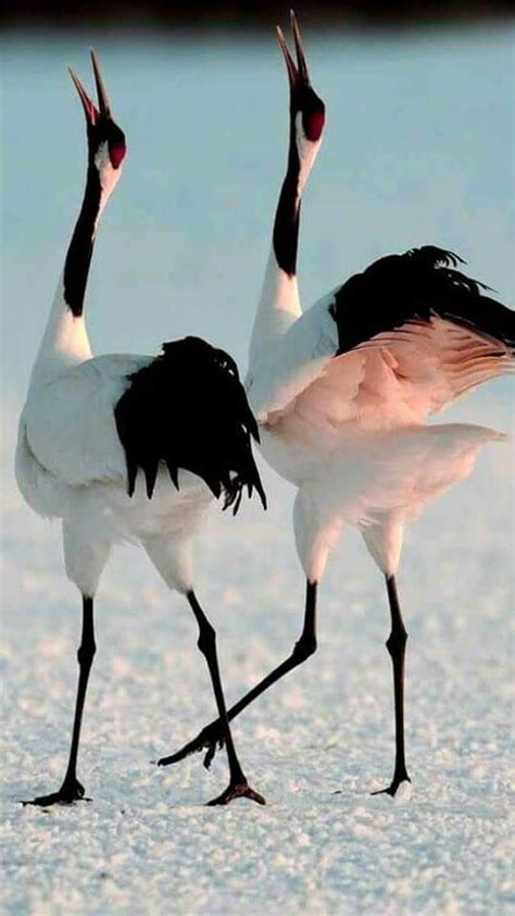 Google+ | Animals wild, Beautiful birds, Exotic birds