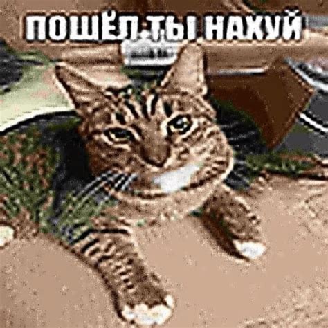 милый котик GIF - Милый котик - Discover & Share GIFs