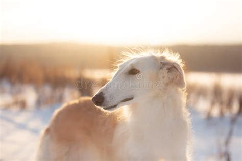 478 Borzoi Snow Stock Photos - Free & Royalty-Free Stock Photos from Dreamstime