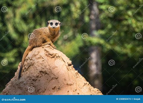 Surikata Standin Stock Photos - Free & Royalty-Free Stock Photos from ...