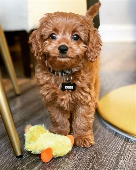 So adorable and innocent with his teddy 🐶😍 #cavapooclubuk #cavapoo ...