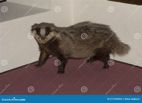 Badger, a Short Legged Omnivore Stock Photo - Image of living, organism ...