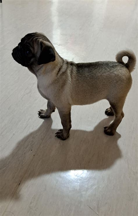 She left an adorable note about her loud, old pug on her front door