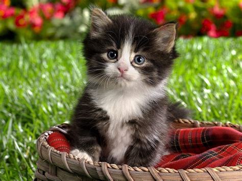 Красивые маленькие котята