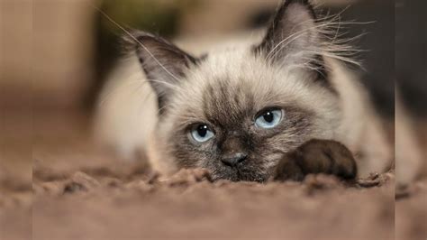 Сиамская кошка. Плюсы и минусы, Цена, Как выбрать, Факты, Уход, История ...