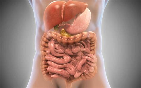 Abdômen - definição, anatomia, função, músculos