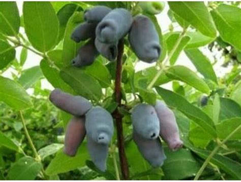Купить саженцы Жимолость Вечный зов в Беларуси - цены