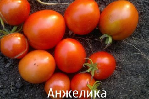 Томат Рябиновые бусы: характеристика и описание, отзывы дачников с фото