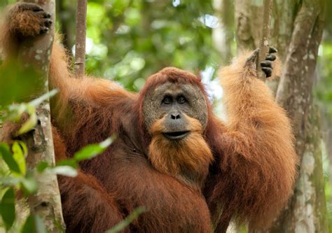 shared trips indonesia travel groups solo travelers comeindonesia