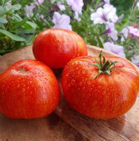 Гном Прекрасный король (Dwarf Beauty King) США