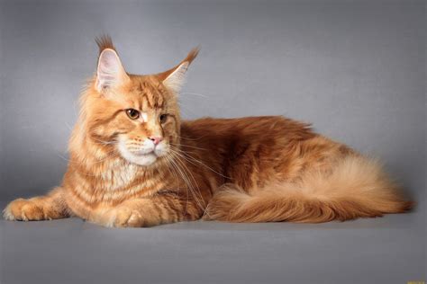 Обои Животные Коты, обои для рабочего стола, фотографии животные, коты ...