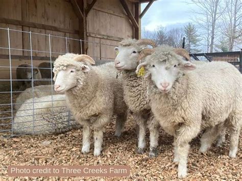 Dorset Horn Sheep: Remarkable Breed with Unique Characteristics
